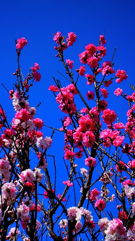 Not Only White, But Red and Pink