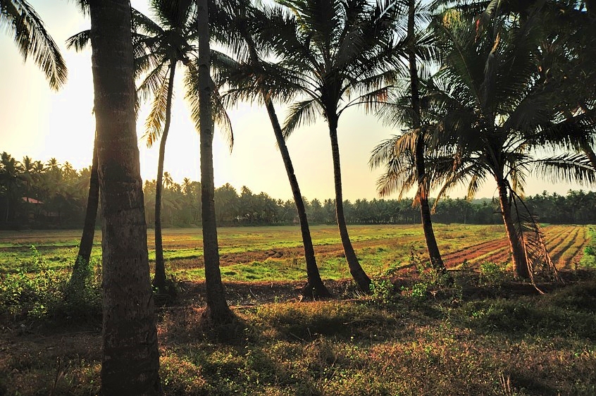 The Goa Fields