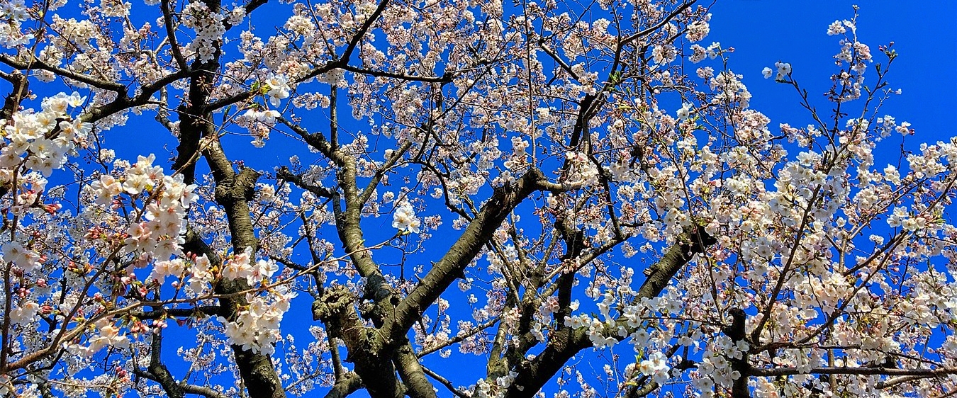 Sakura Pan