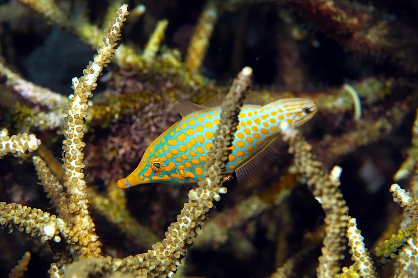 Filefish Behind Corals