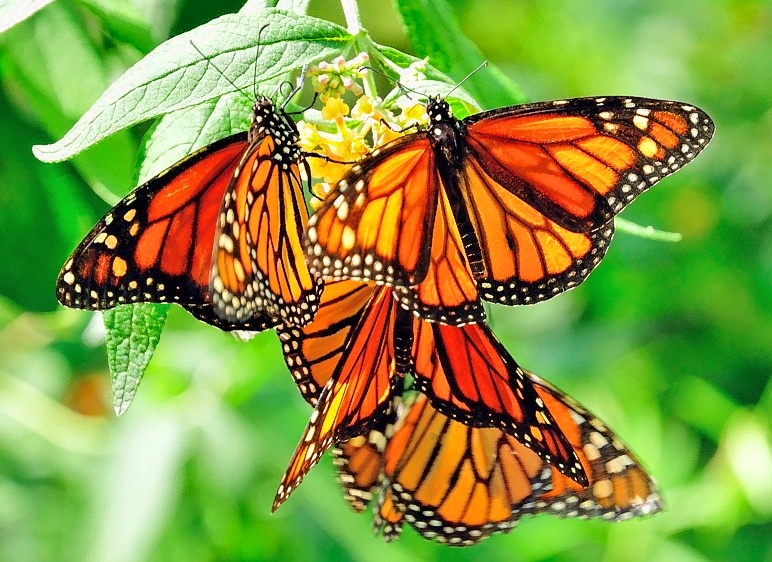 Butterfly Bundle