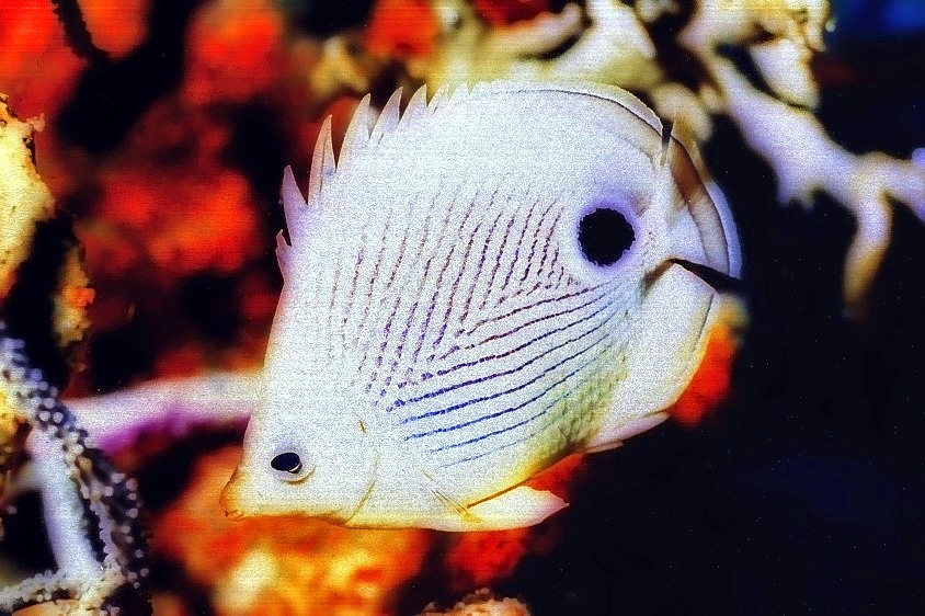 Foureye Butterflyfish,Chaetodon capistratus 