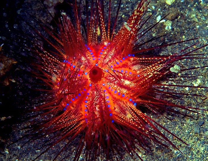 The Magnificent Urchin Frontal