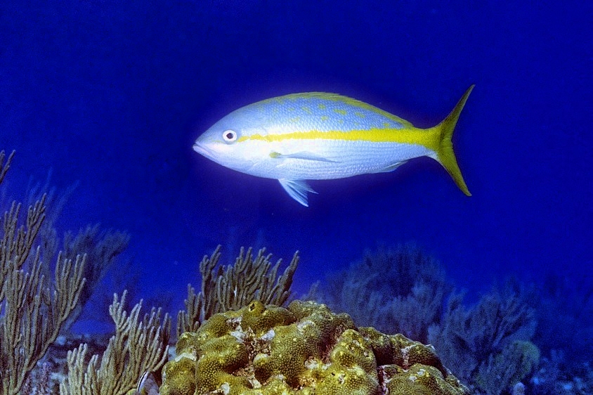 Yellowtail On Reef 
