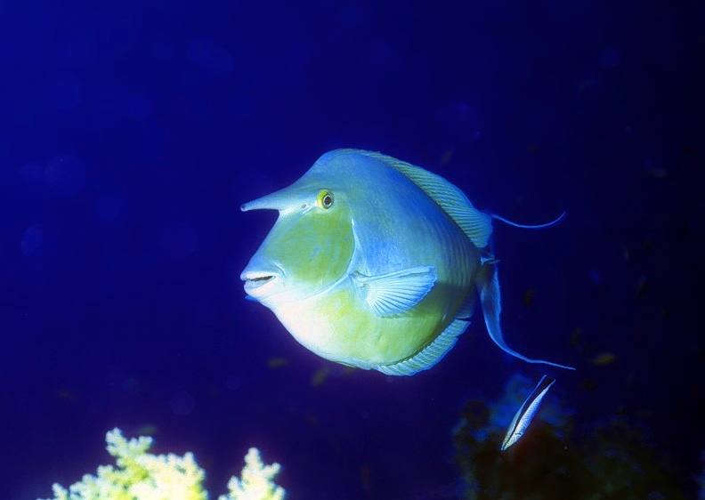 Unicorn Fish 