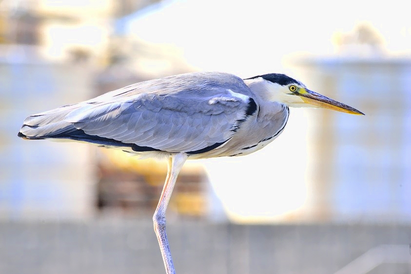 Gray Herons Sunday Rest