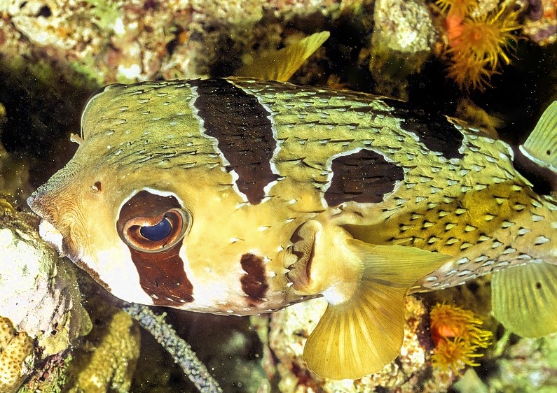 Black-Blotched Porcupinefish Sleeping 