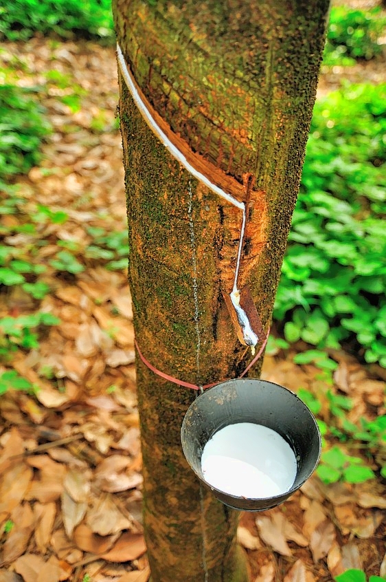 The Rubber Tree