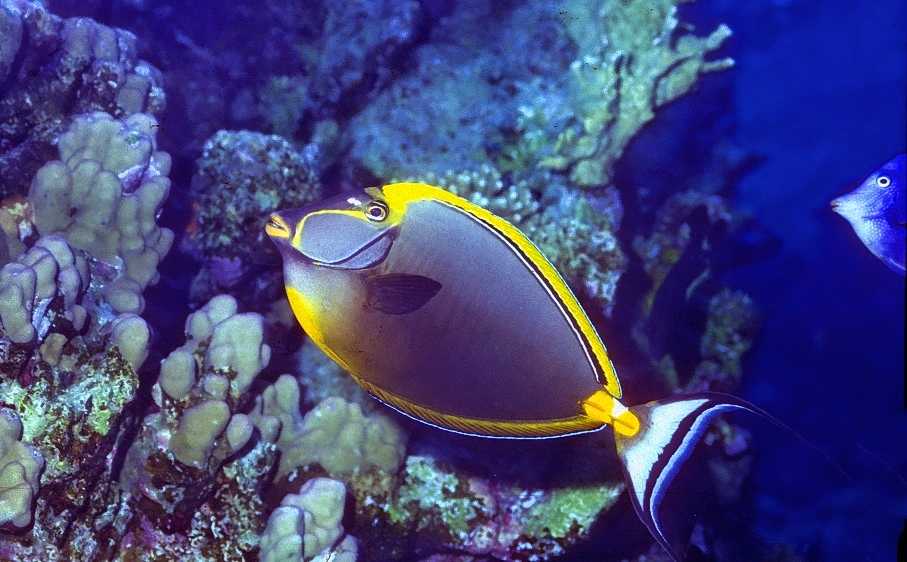 Unicornfish Naso elegans