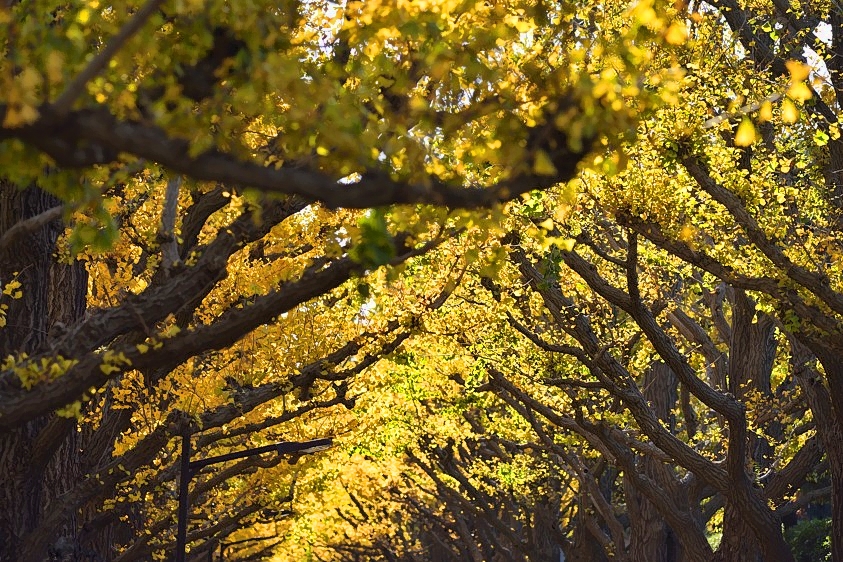 The Tunnel Of Autumn