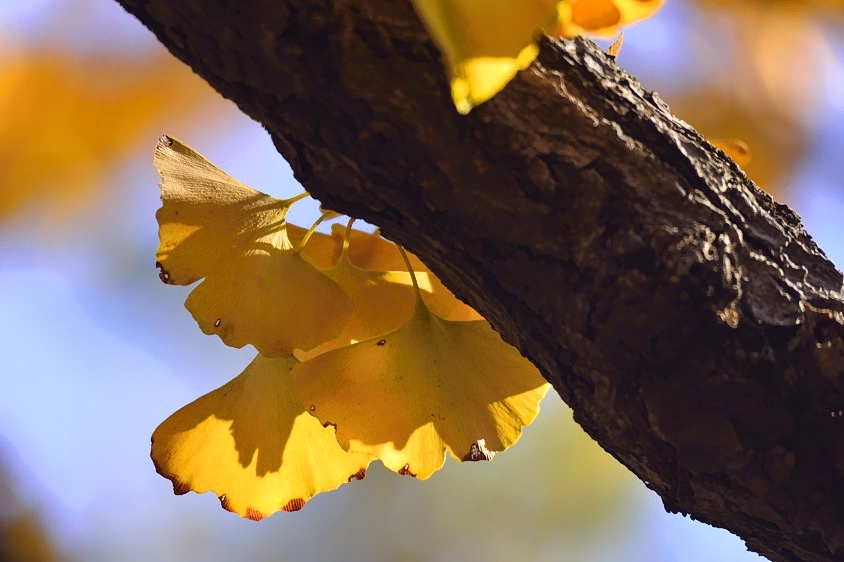 Yellow Sick Leaves