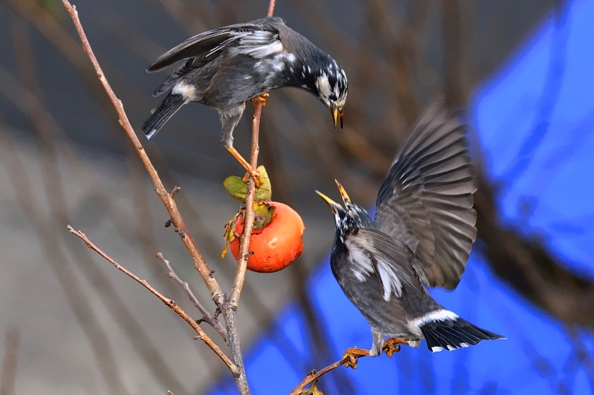 Fight For The Fruit