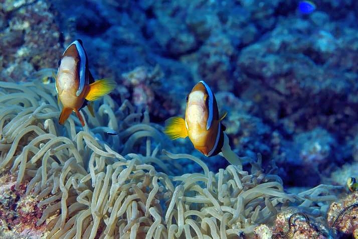 Two Clarks Anemonefish Protecting the Babies