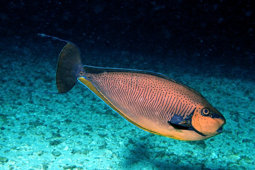 Bignose Unicornfish, Naso vlamingii,