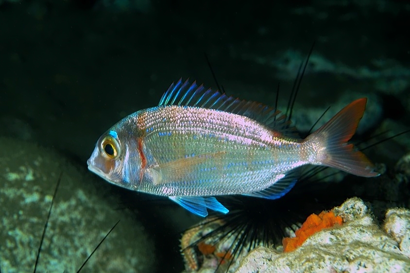 Fish Sleeping, at Night:  Common Pandora (Pagellus erythrinus)