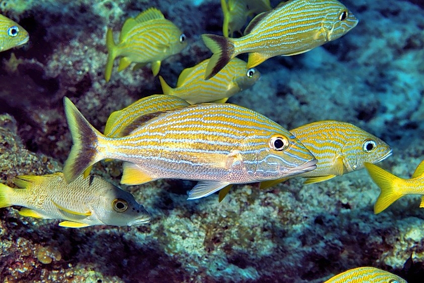 Bluestriped Grunt, Haemulon sciurus