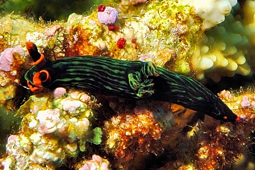 Nudi - Dusky Nembrotha, Nembrotha kubaryana, 