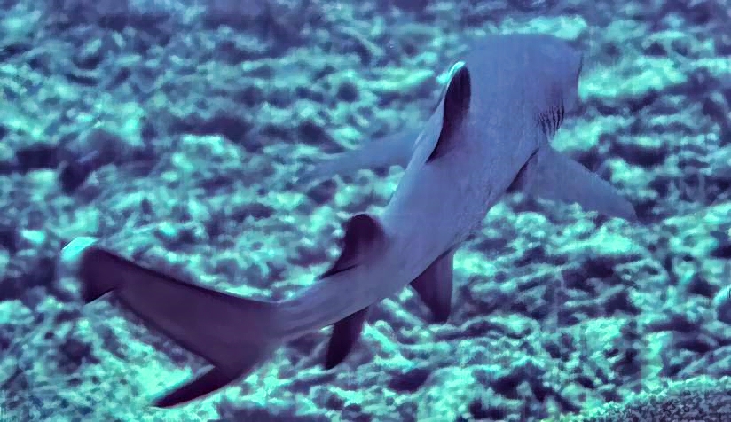 Baby Whitetip Shark 