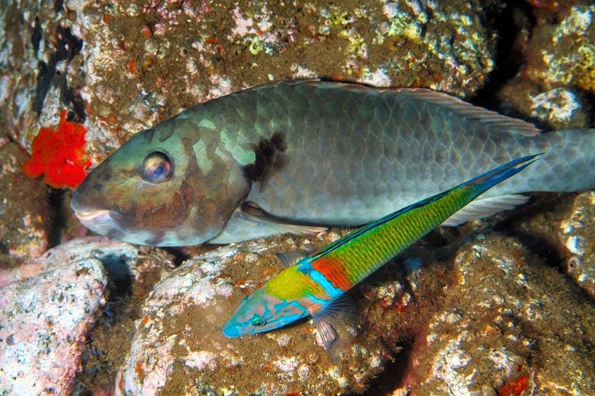 Mediterranean Parrotfish, Sparisoma cretense, Female, Sleeping At Night
