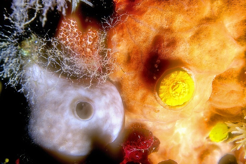 Sponges and Anemones ABS