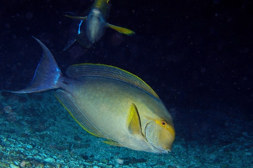Yellowfin Surgeonfish, Acanthurus xanthopterus