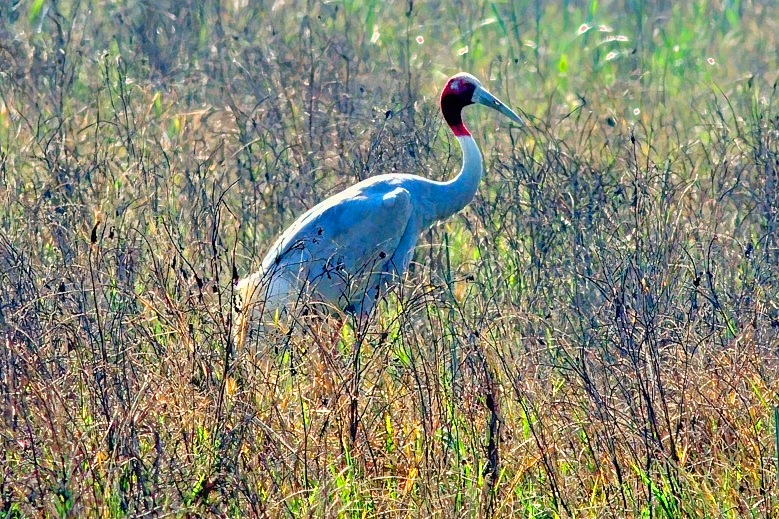 Sarus Crane, Antigone antigone