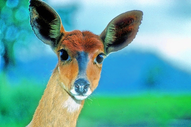 Lesser Kudu, Tragelaphus imberbis Female, Too Close