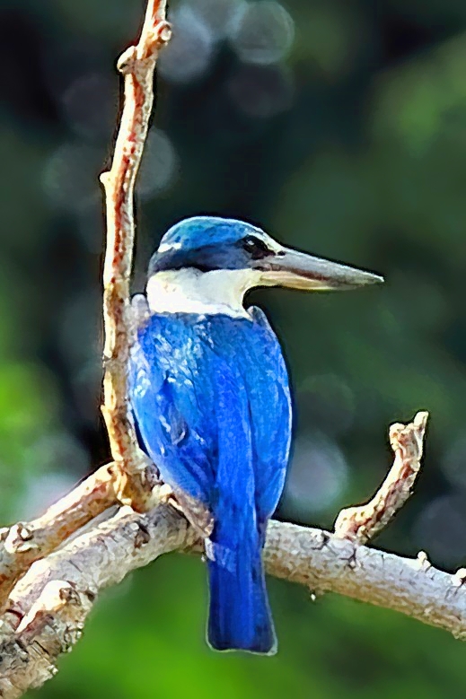 Collared Kingfisher Todiramphus chloris