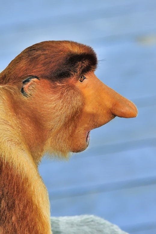 Proboscis Profile