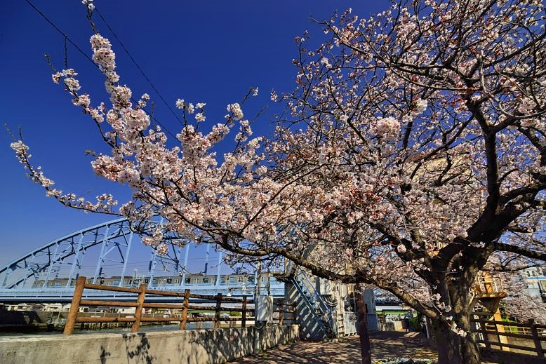 Sakura, Bridge, Train,