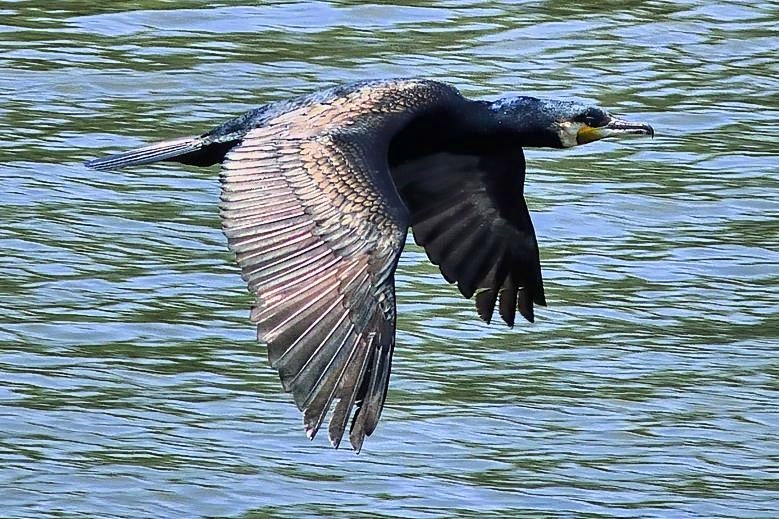 Cormorant Flight