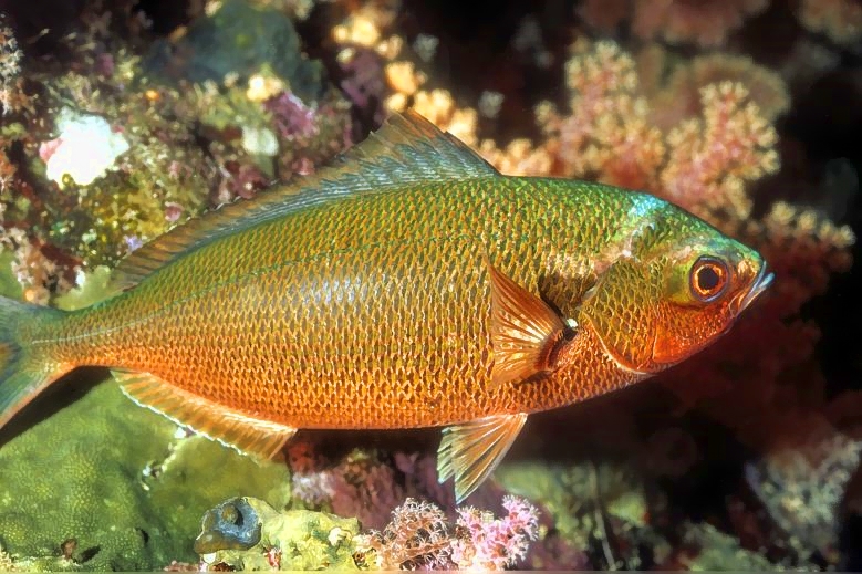 Red Sea Fusilier, Suez Fusilier,  Caesio suevica, With Night Colors