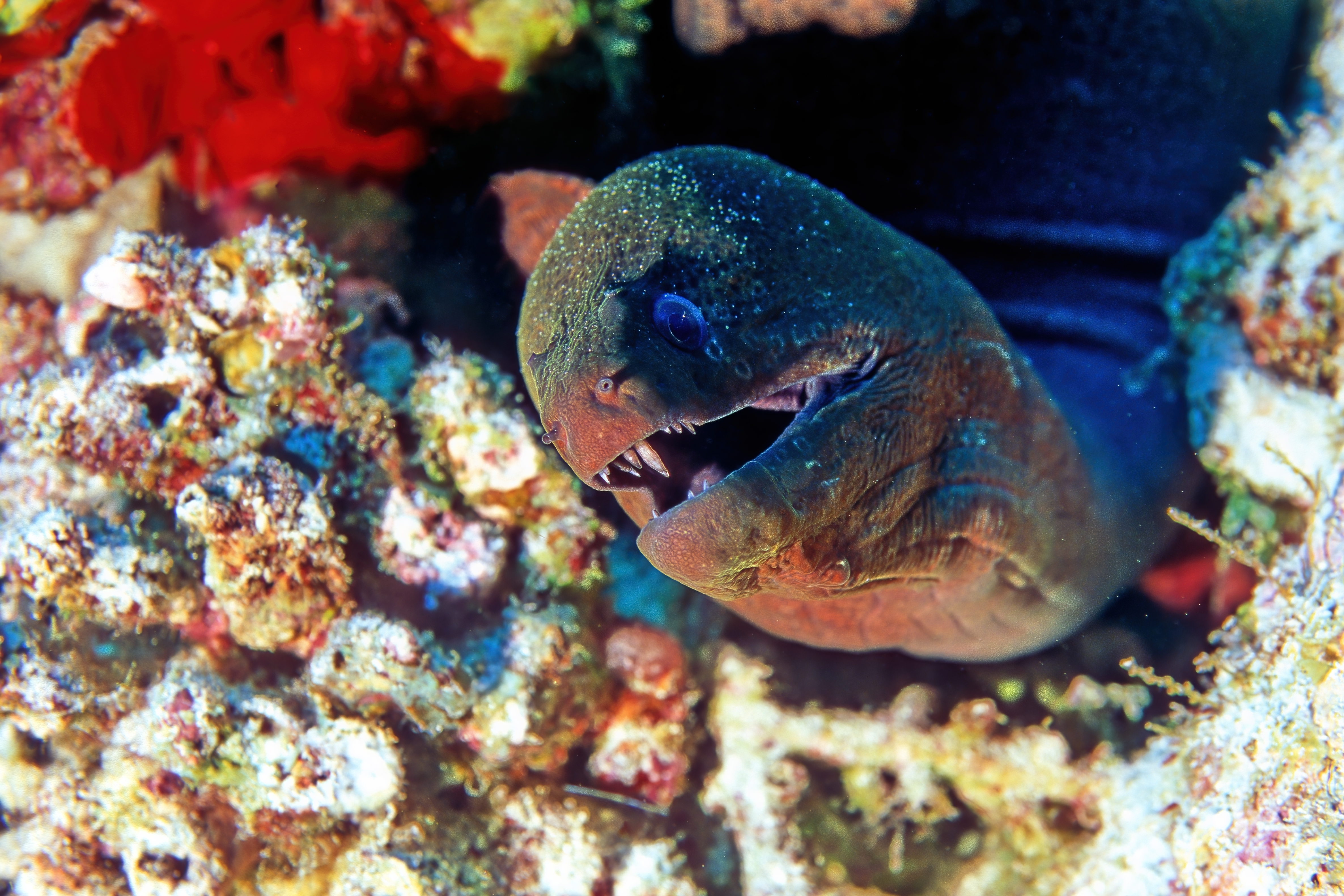 Crooked Tooth Giant Moray Eel, Gymnothorax javanicus