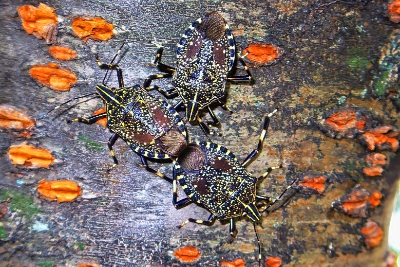 Stink Bug Sex 3 some 