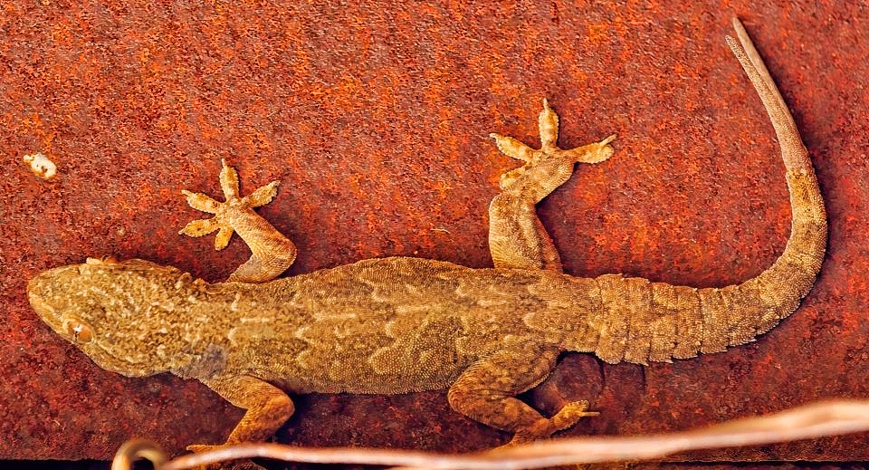 Geko, on Restaurant Wall