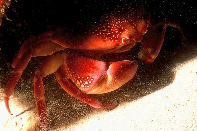 Batwing Coral Crab, Carpilius corallinus, Hiding...