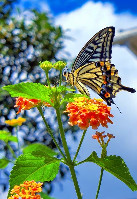 Butterfly Eating, After the Many Days of Rain...