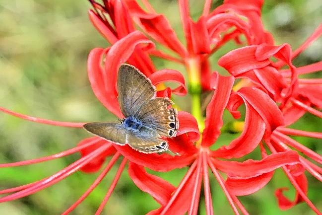 Blue Butterfly, Red Flower