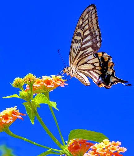 Swallowtail In Blue