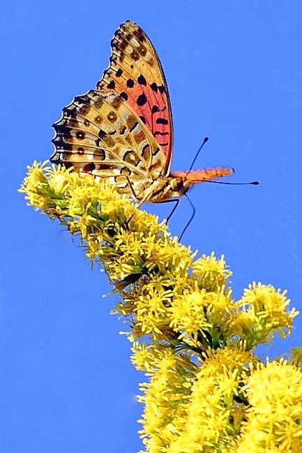 Japan Butterfly, Close, Yellow Flowers