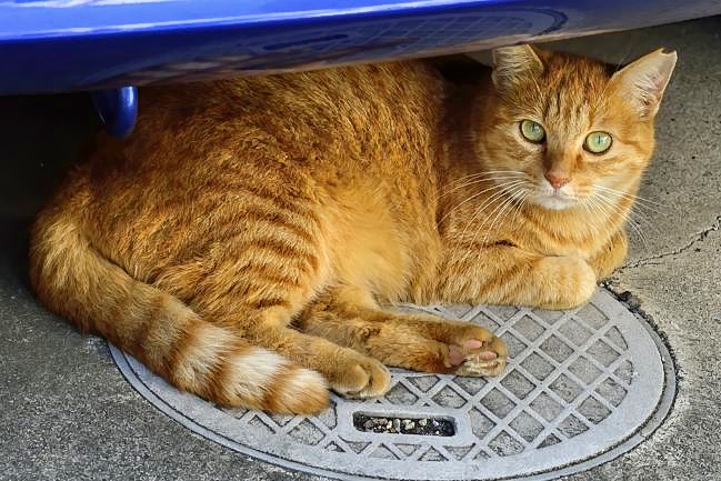 Cat Under Car