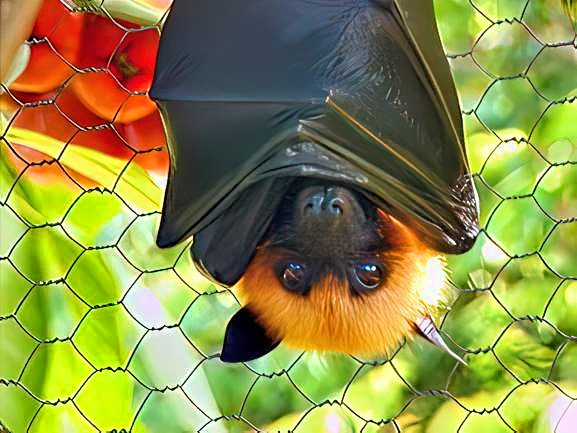 Flying Fox - In the Coop