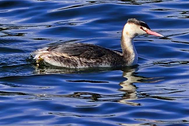 Clarks Grebe, Aechmophorus clarkii, Female