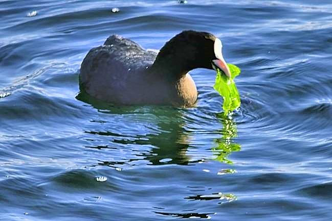 Coot Eating Seaweed - TokyoBay