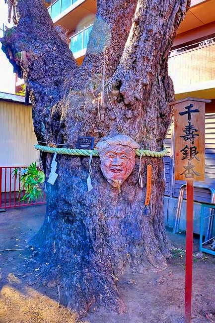 Sacred Ginko Tree IMP_HDR.JPG