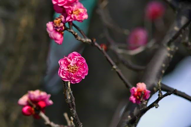 Ume Flowers: Spring In Winter