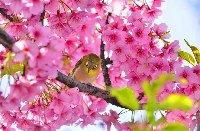 Thinking Mejiro, On Sakura: 1st Birthday Present