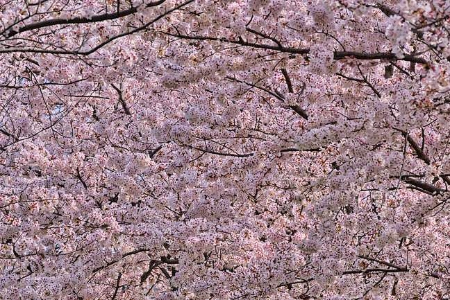 Sakuras Tunnel 