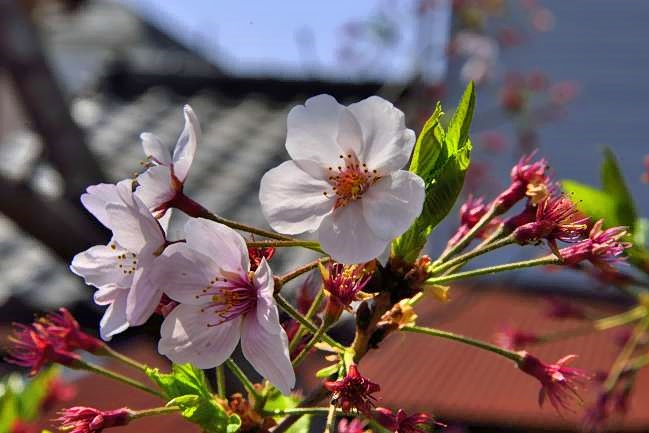 Last Sakuras