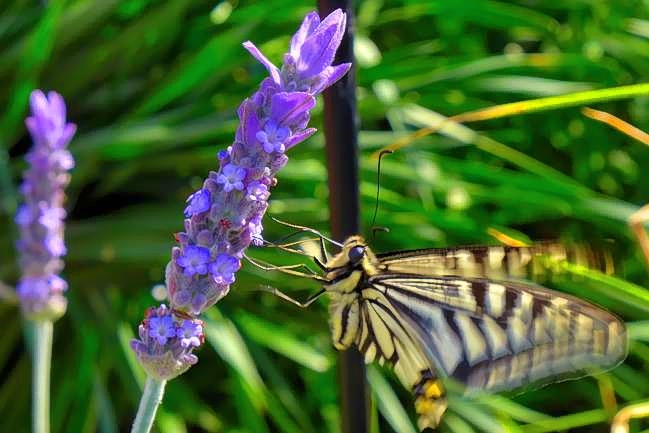 Alecrim and 1st Butterfly of the Year
